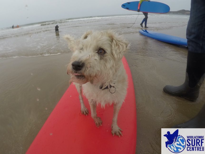 Surf Dog, Woolacombe Beach, family friendly surf lessons